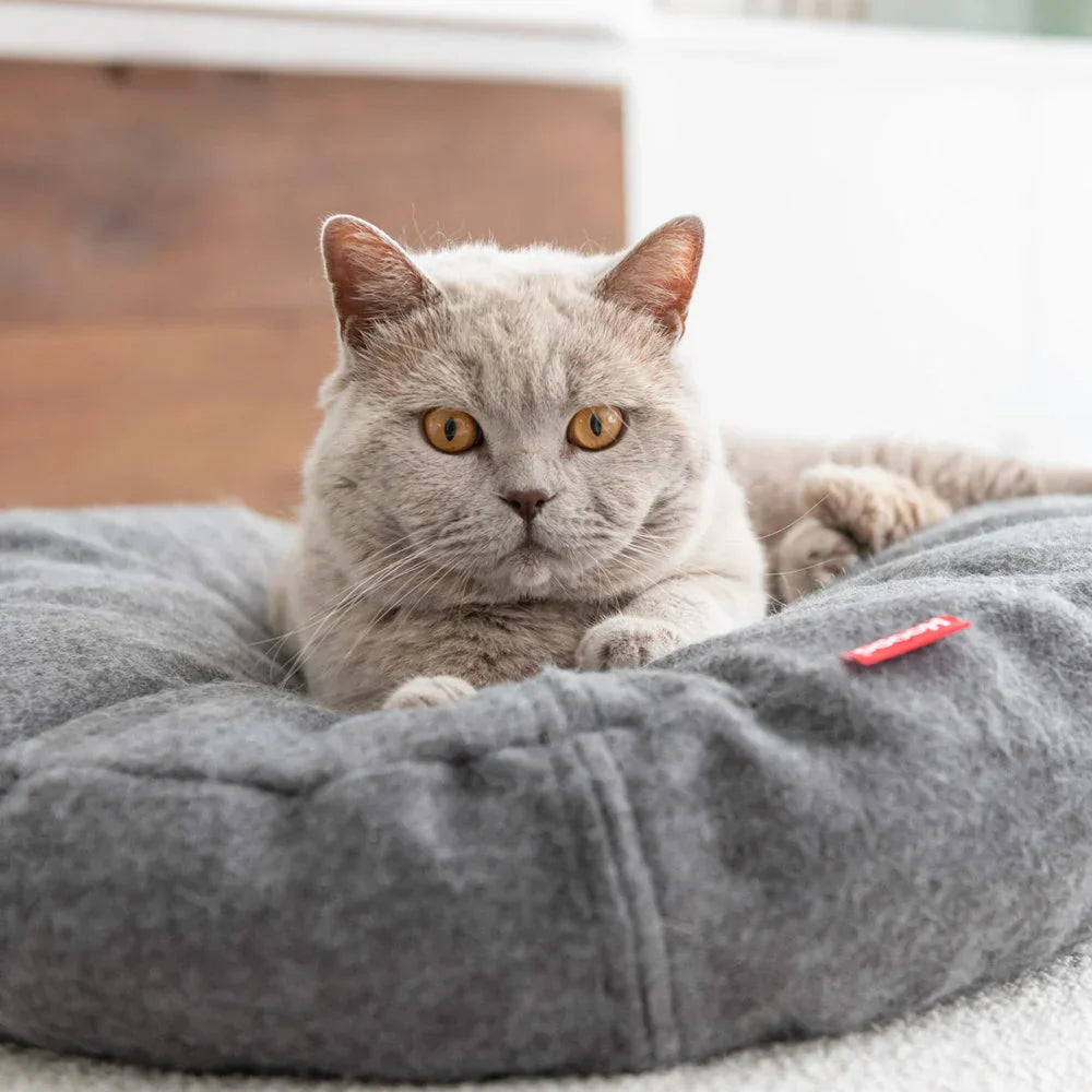 La katten din få som fortjent