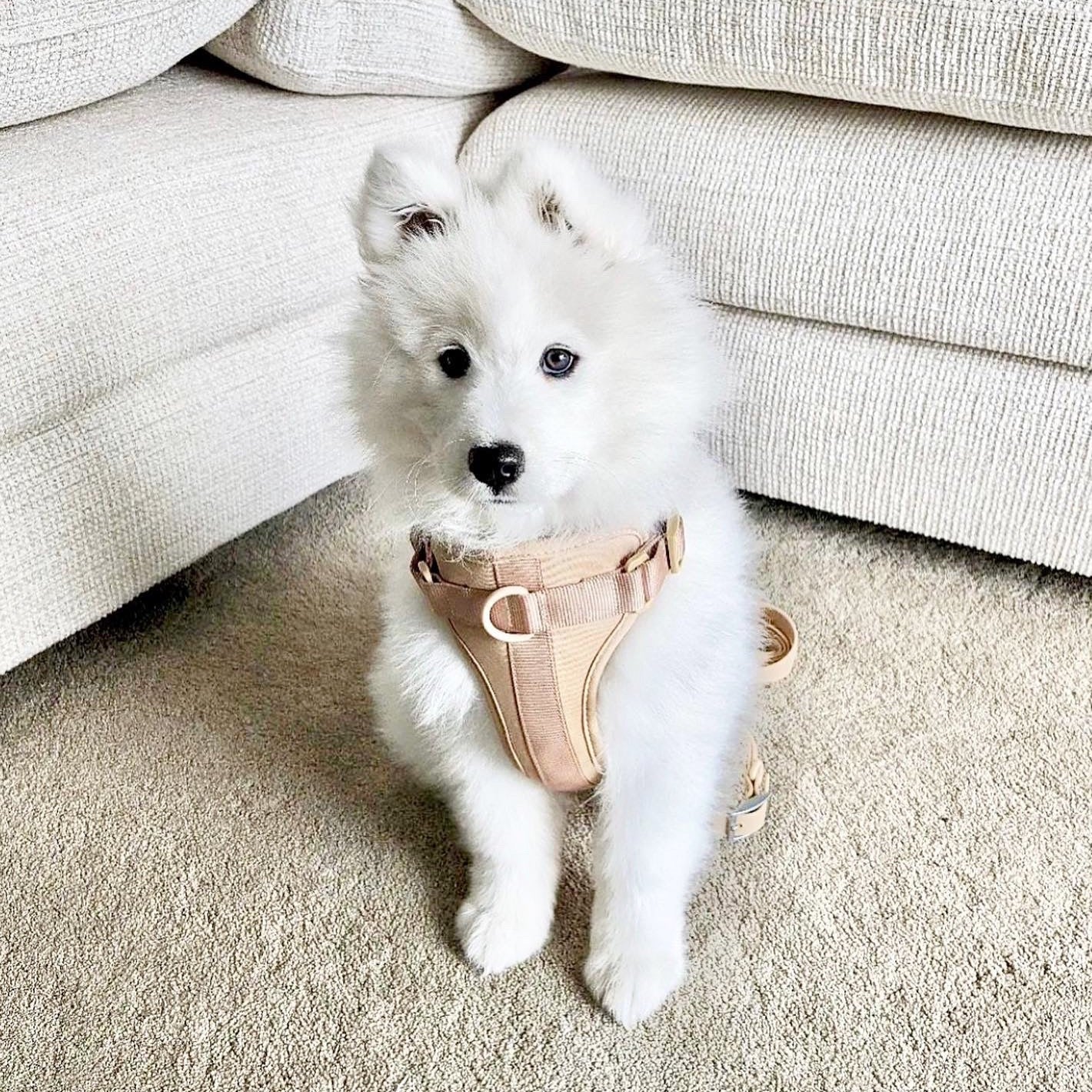Sele til hund - beige - Dyrekompaniet
