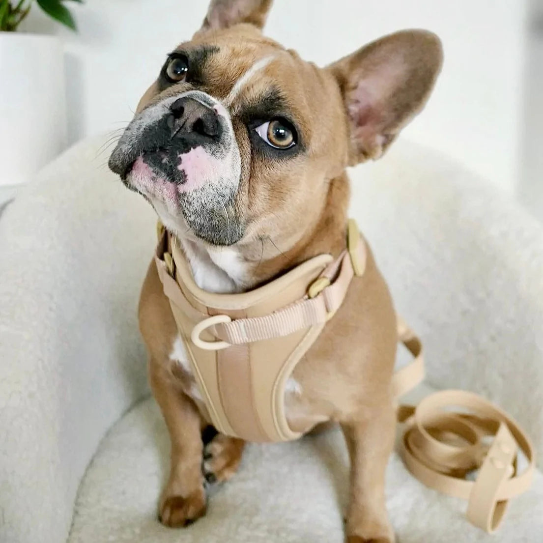 Sele til hund - beige - Dyrekompaniet