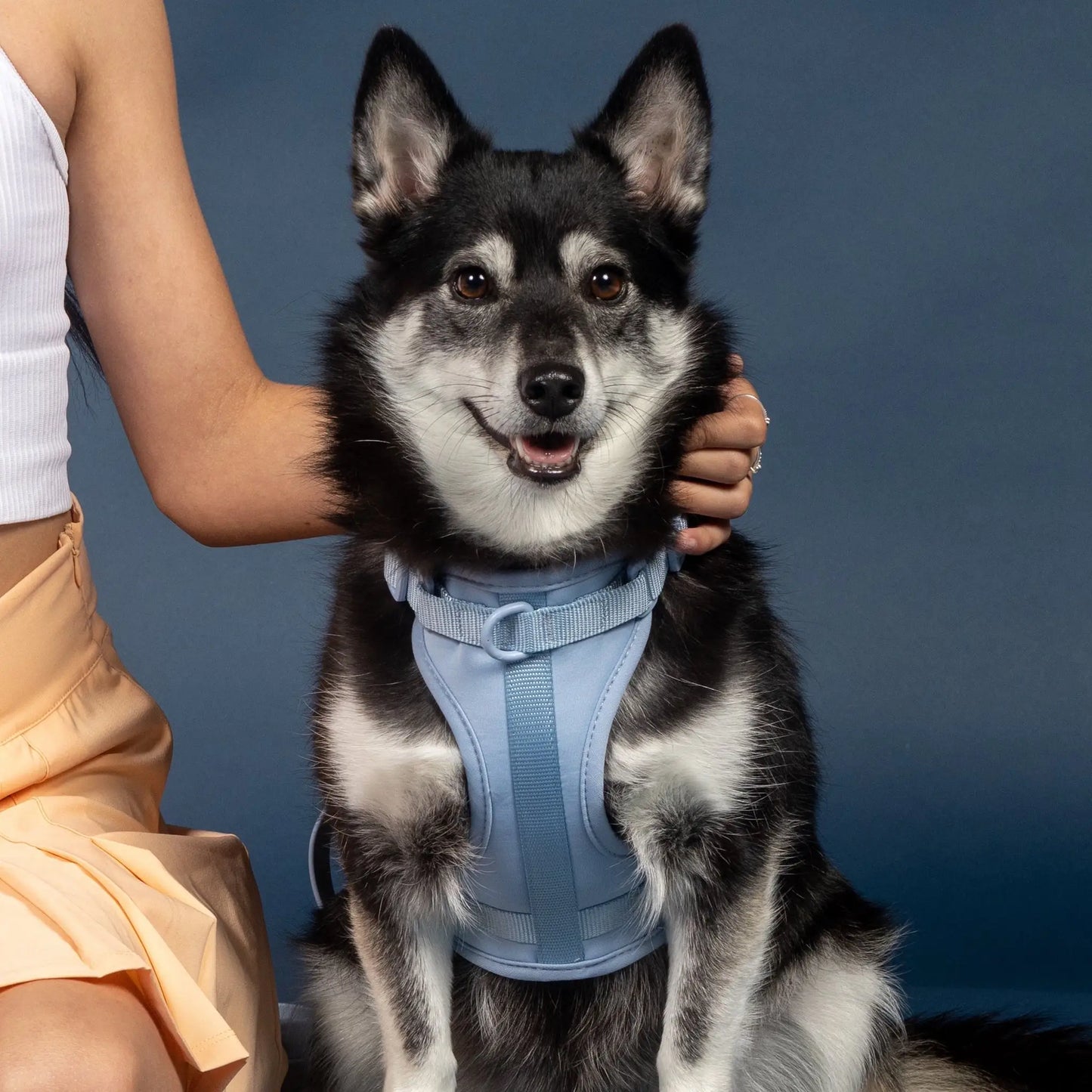 Sele til hund - brun - Dyrekompaniet