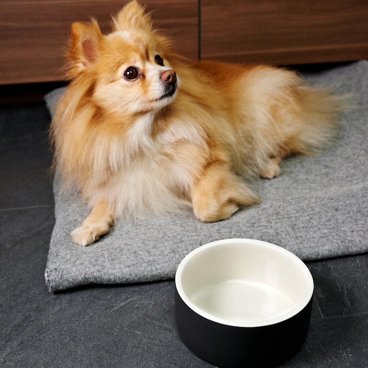 Kjølende matskål til hund og katt 0,8 L - svart - Dyrekompaniet