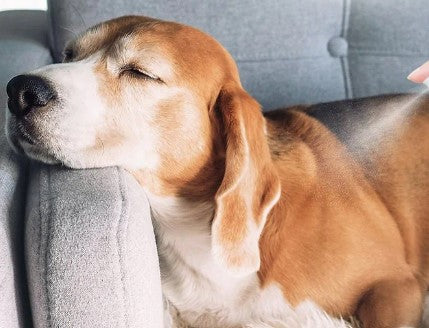 hundepelsen lukter godt - Dyrekompaniet