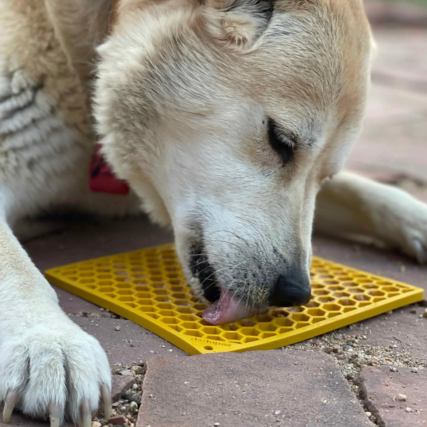 Slikkematte for hund og katt