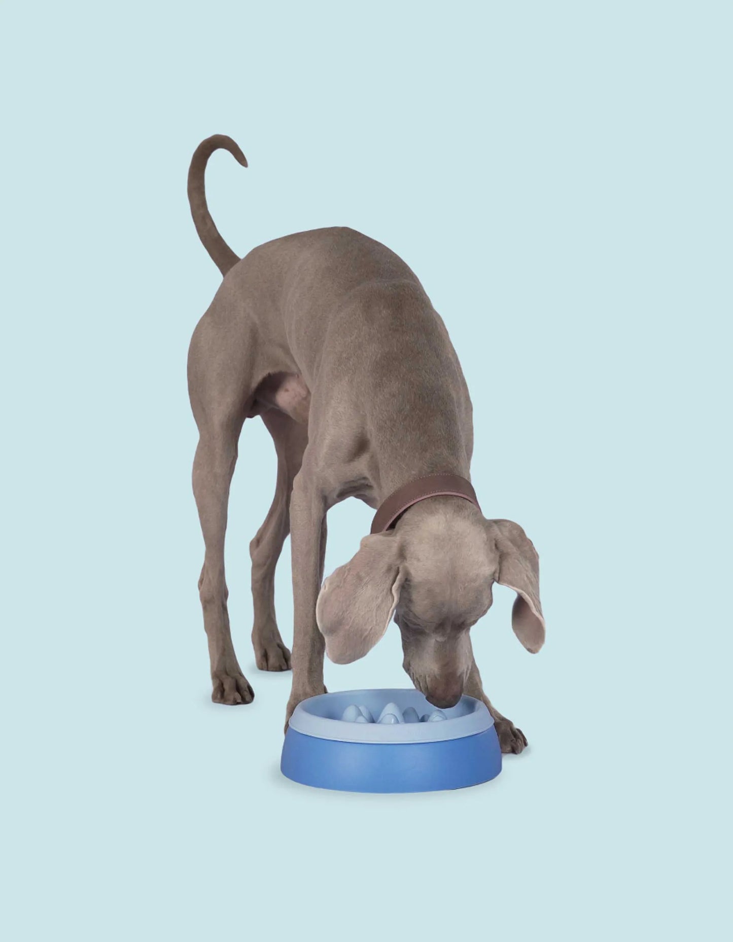 Slow feed/ spise sakte matskål til hund og katt - Dyrekompaniet