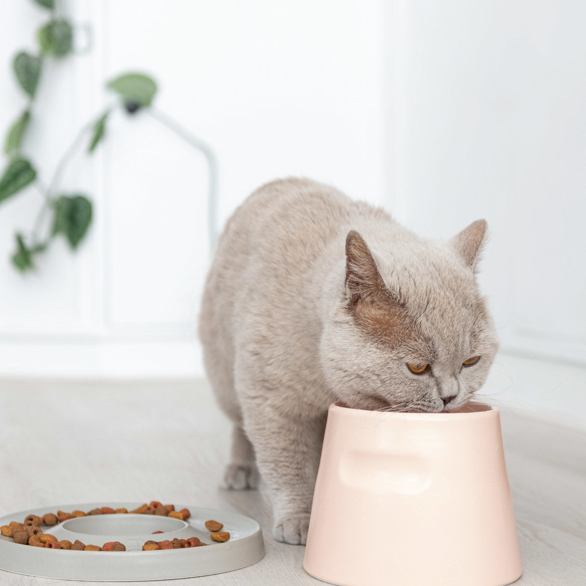 Behagelig for katten å spise og drikke av