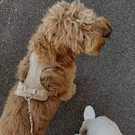 Hundebånd - beige - Dyrekompaniet