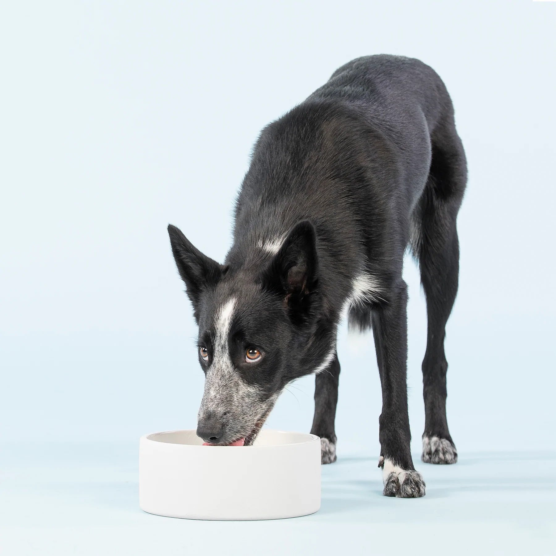 Kjølende matskål til hund og katt 1,8 L - grå - Dyrekompaniet