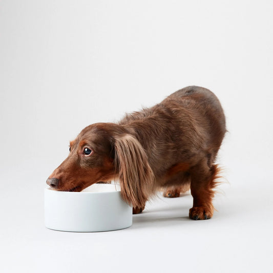 Kjølende matskål til hund og katt 0,8 L - grå - Dyrekompaniet