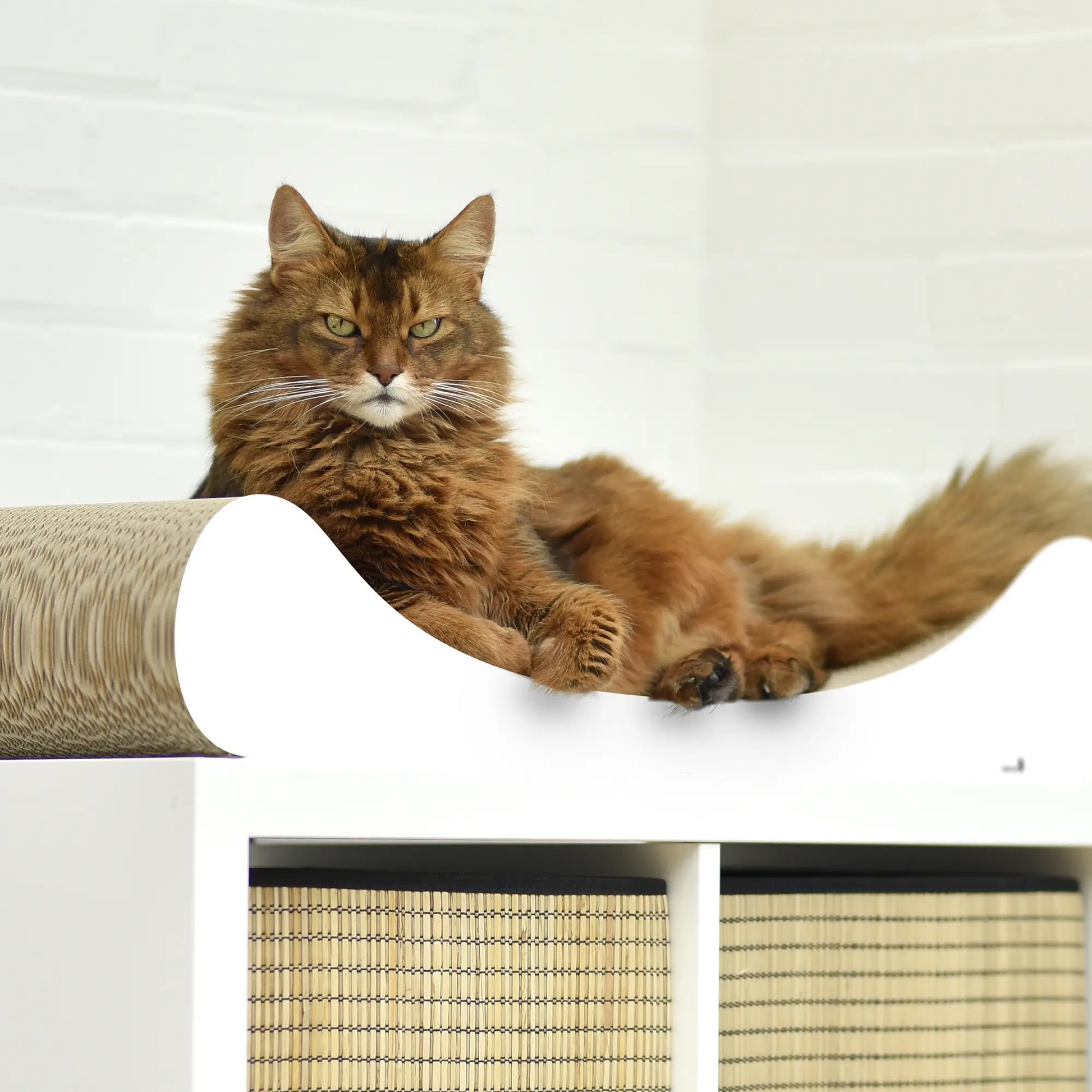 Kloremøbel til katt luksus divan - Dyrekompaniet