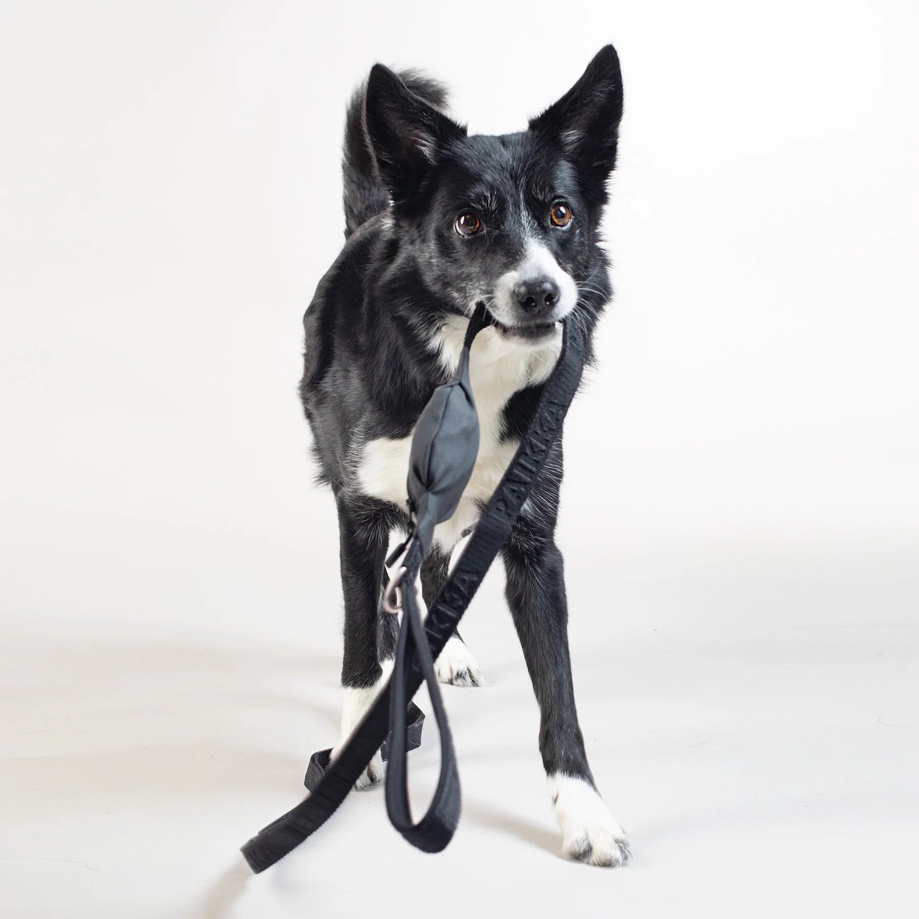 Hundebånd med reflekterende hundeposeholder - mørk grå - Dyrekompaniet