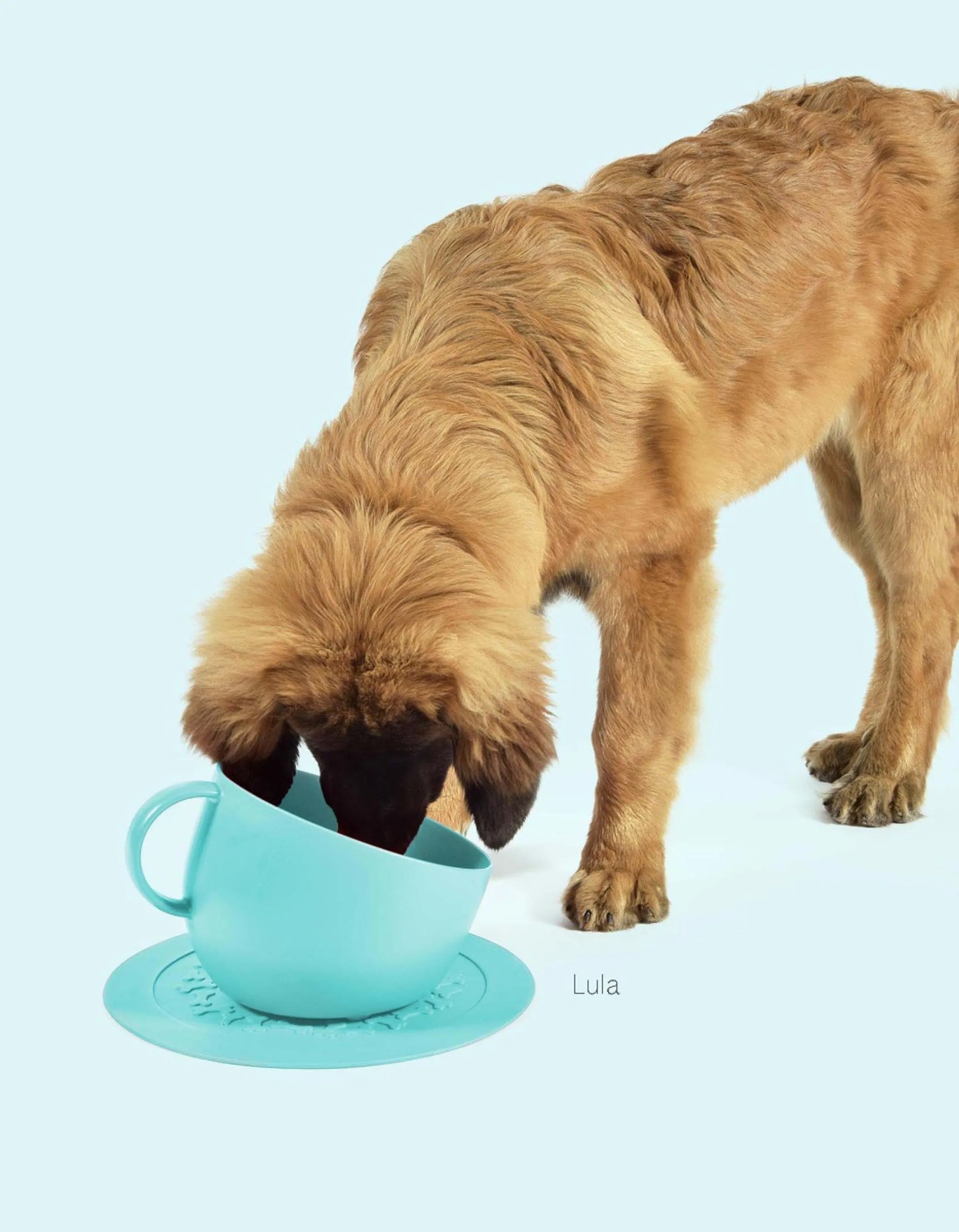 Kopp og skål til hund grønn - Dyrekompaniet