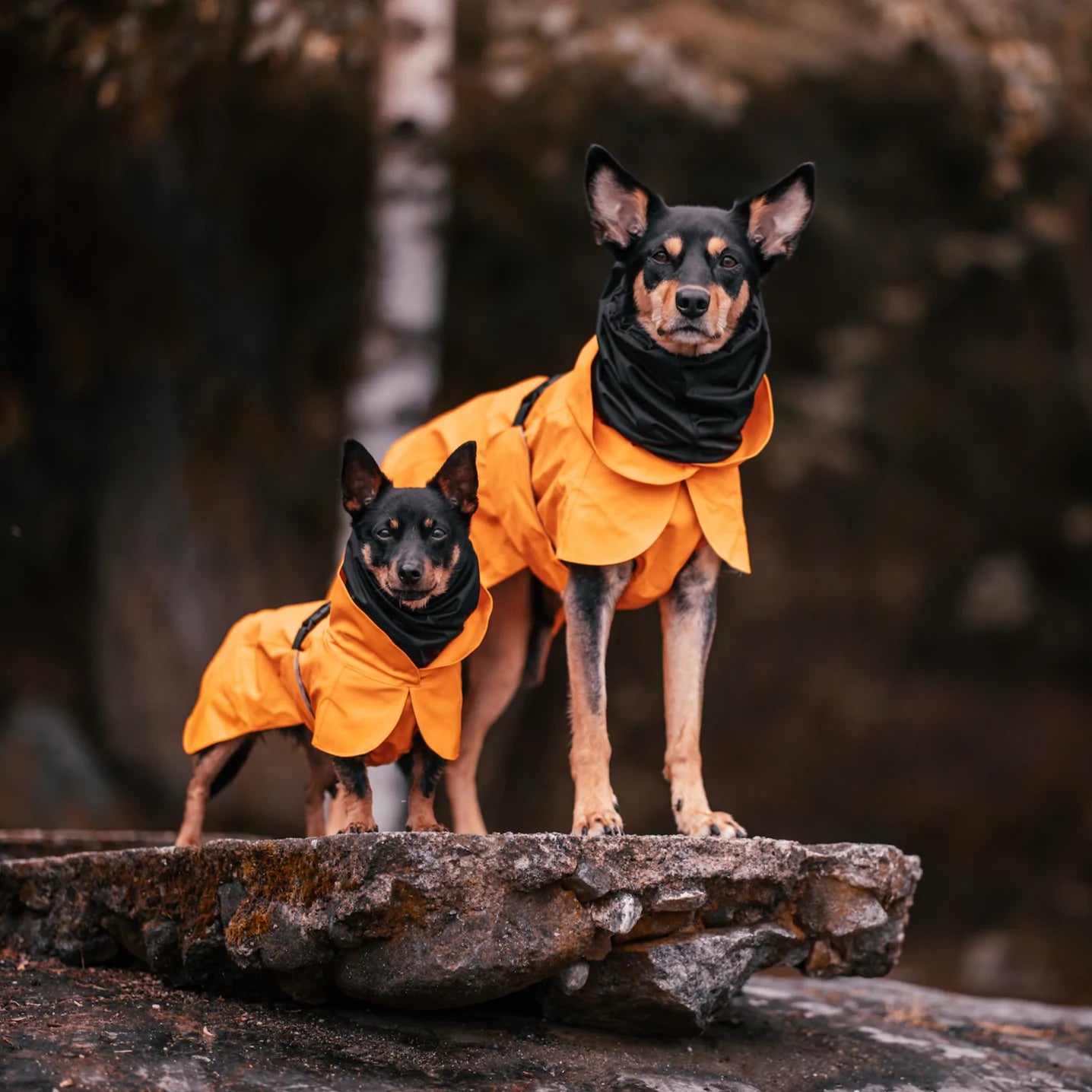 Varmende, reflekterende regndekken til hund - Oransje - Dyrekompaniet