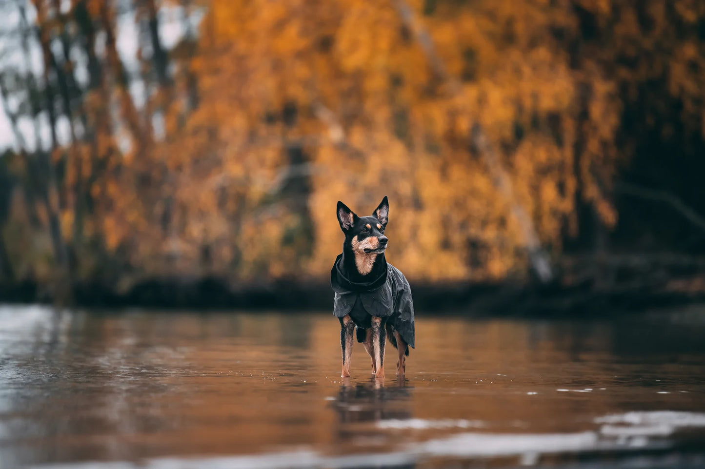 Reflekterende regndekken til hund med ull - Svart - Dyrekompaniet