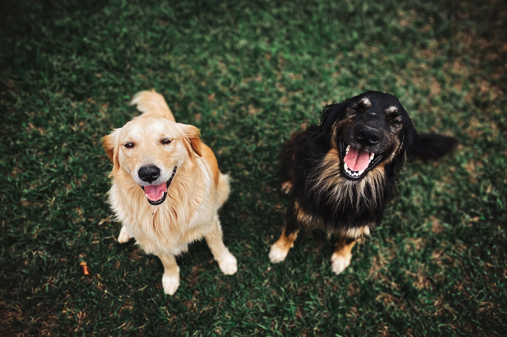 Glade hunder - Dyrekompaniet